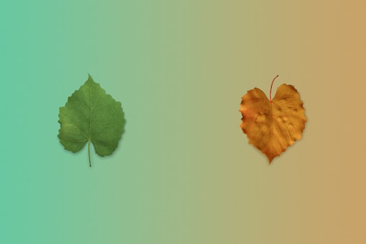 a couple of leaves sitting next to each other