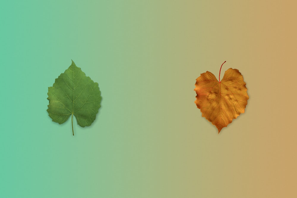 a couple of leaves sitting next to each other