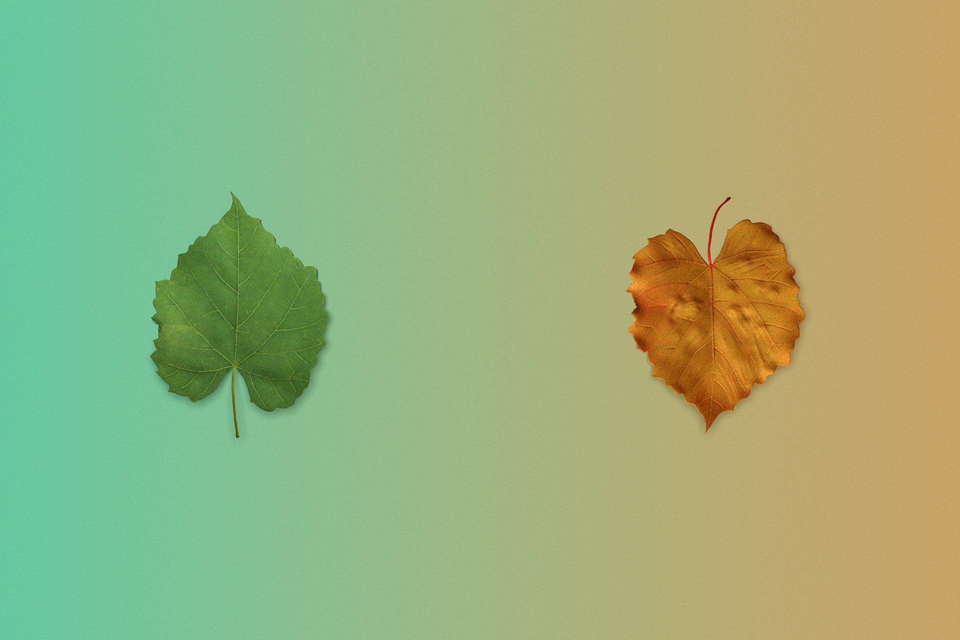a couple of leaves sitting next to each other