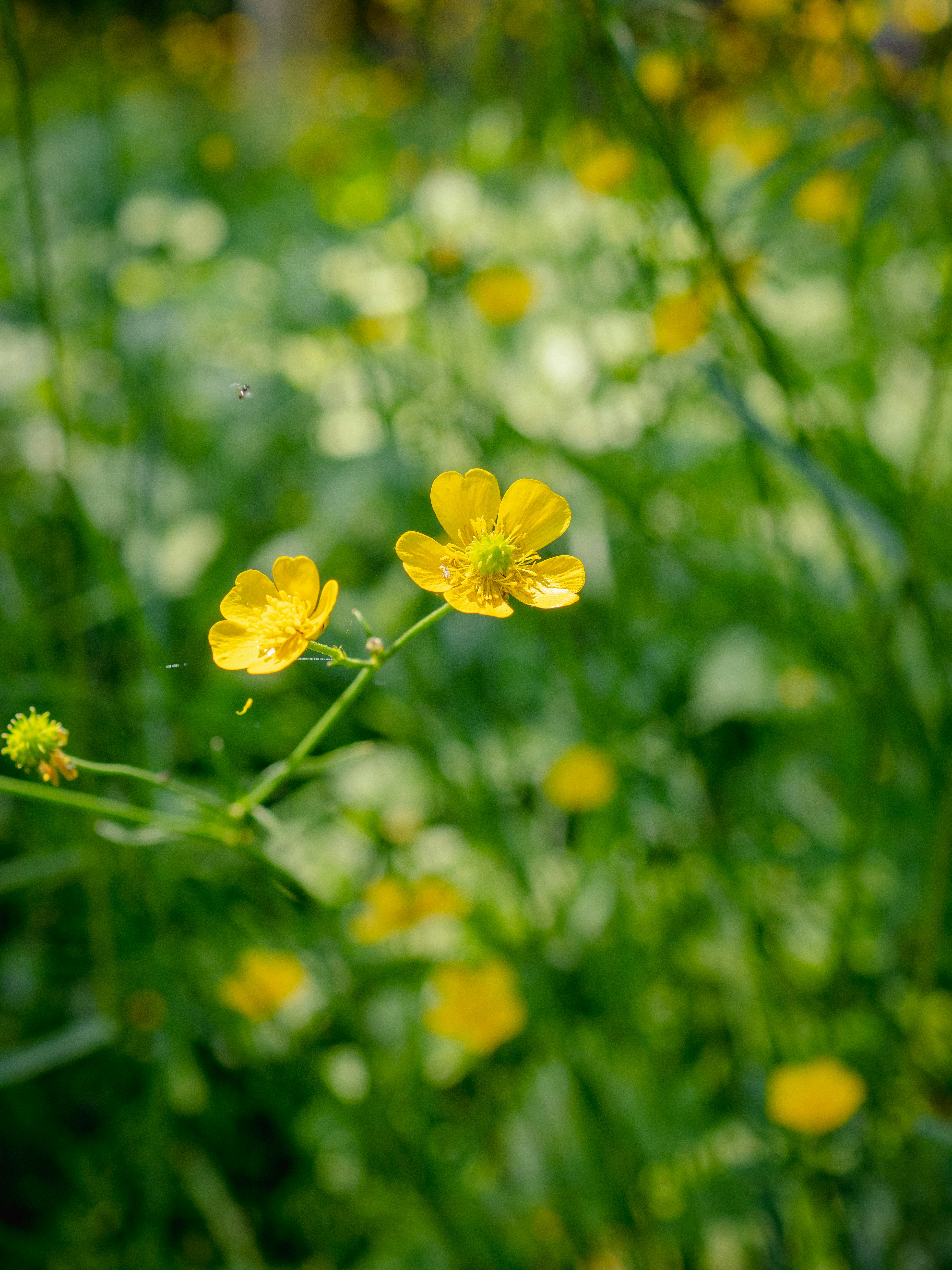 a field full of yellow flowers and green grass