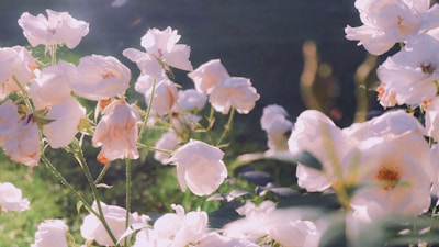 A gentle bouquet of white flowers with soft petals glowing in morning light.