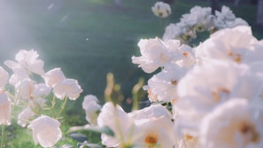 Sunlight filtering through delicate white rose petals in a home garden