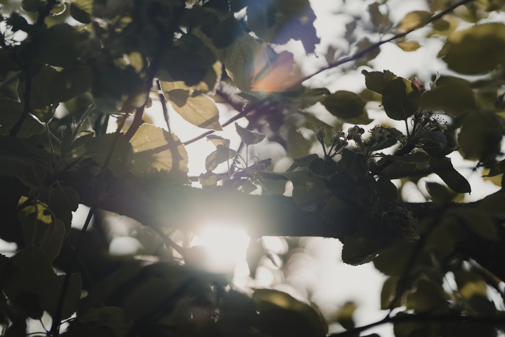 the sun shines through the leaves of a tree