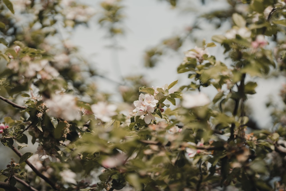 a tree with white flowers and green leaves