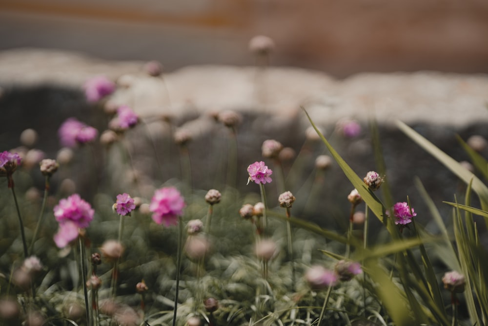 a bunch of flowers that are in the grass