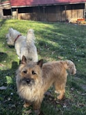 Two small dogs happily exploring a fenced outdoor garden space.