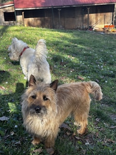 Two small dogs happily exploring a secure outdoor garden space