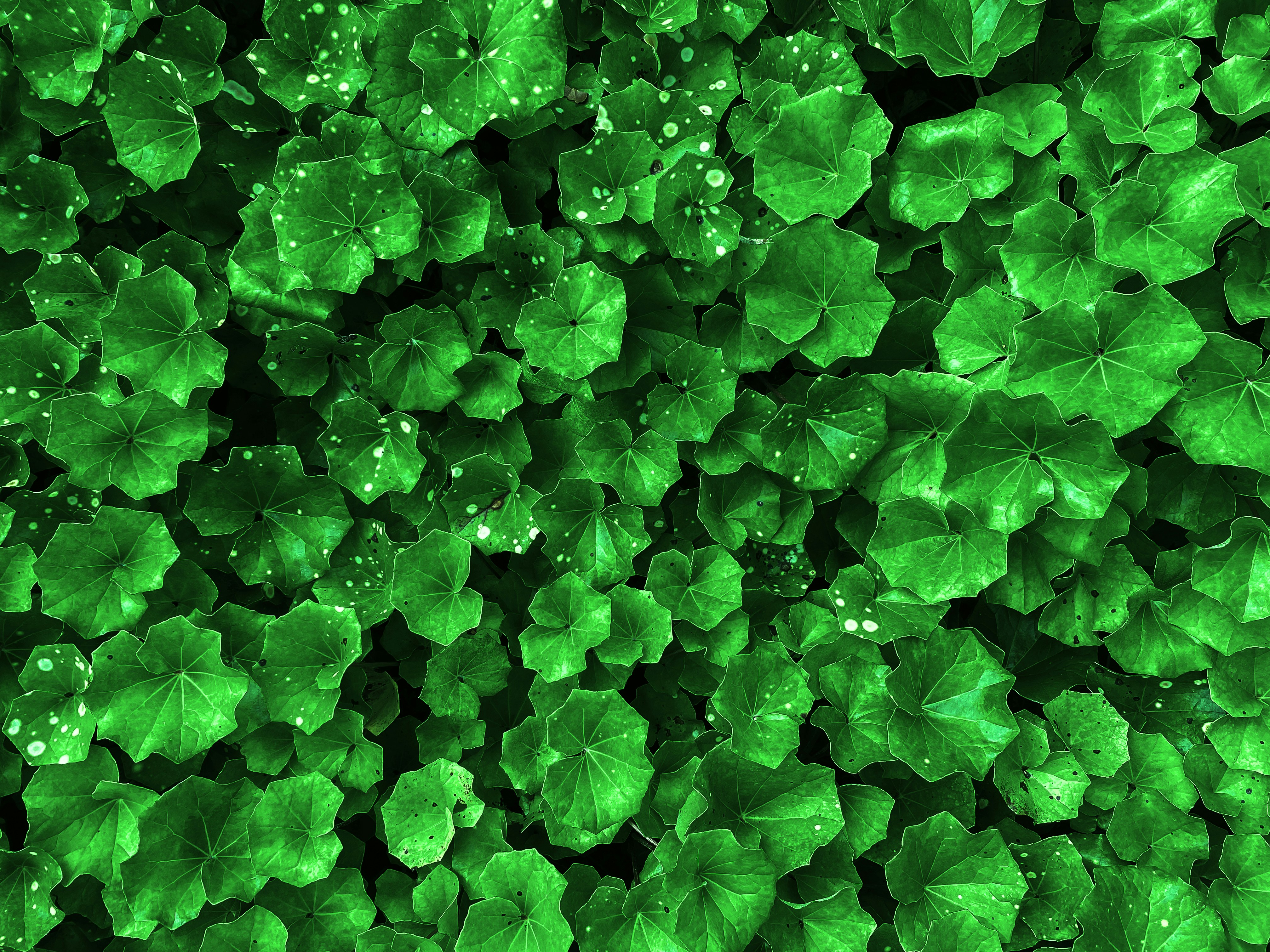 a bunch of green leaves with drops of water on them