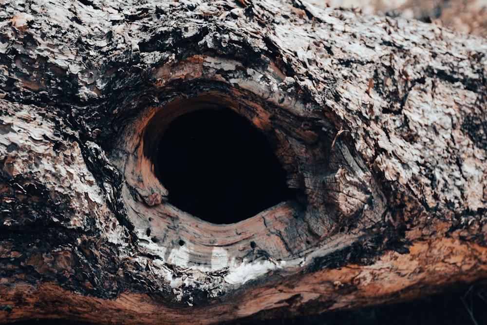 a close up of a tree trunk with a hole in it