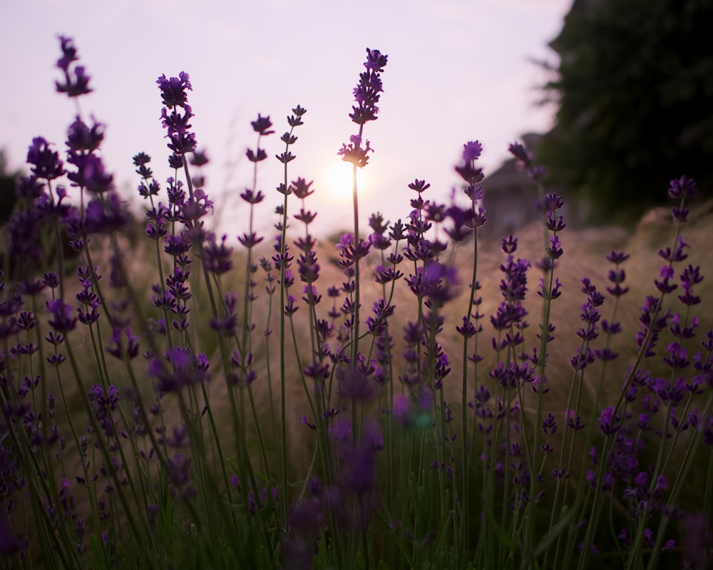 Un campo di fiori di lavanda con il sole sullo sfondo