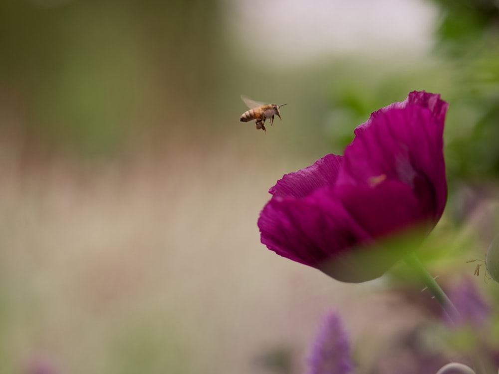 a bee flying over a purple flower in a field