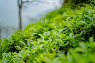 A lush, green tea plantation with vibrant tea leaves covering the foreground. The background features a softly blurred image of a tree and hills, creating a serene and natural setting.