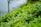 A lush, green tea plantation with vibrant tea leaves covering the foreground. The background features a softly blurred image of a tree and hills, creating a serene and natural setting.