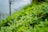 A lush, green tea plantation with vibrant tea leaves covering the foreground. The background features a softly blurred image of a tree and hills, creating a serene and natural setting.
