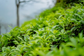 A lush, green tea plantation with vibrant tea leaves covering the foreground. The background features a softly blurred image of a tree and hills, creating a serene and natural setting.
