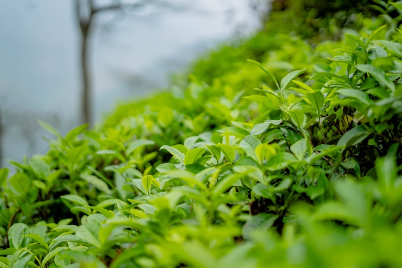 A lush, green tea plantation with vibrant tea leaves covering the foreground. The background features a softly blurred image of a tree and hills, creating a serene and natural setting.