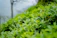 Close-up of a steaming cup of Darjeeling tea with lush green tea gardens in the background.