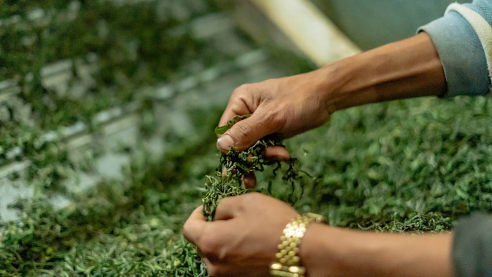 a person is trimming a plant with a pair of hands