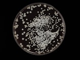 Colonies of microorganisms are scattered across a petri dish. The colonies vary in size but are mostly small and round. They create a dense clustering toward the center with more scattered formations around the edges.
