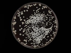 a plate filled with lots of white stuff