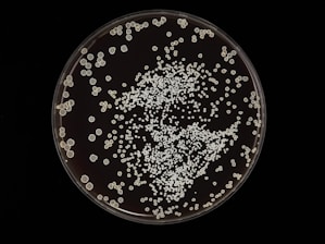 Colonies of microorganisms are scattered across a petri dish. The colonies vary in size but are mostly small and round. They create a dense clustering toward the center with more scattered formations around the edges.
