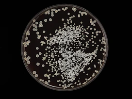 a plate filled with lots of white stuff