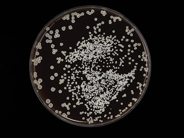 a plate filled with lots of white stuff