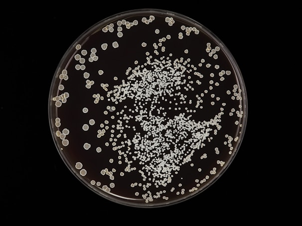 Colonies of microorganisms are scattered across a petri dish. The colonies vary in size but are mostly small and round. They create a dense clustering toward the center with more scattered formations around the edges.