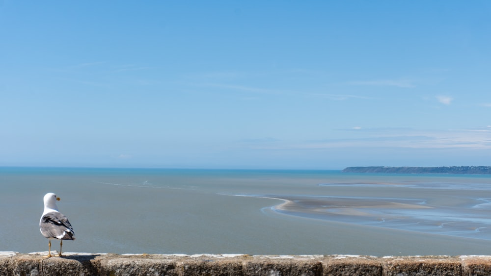 a seagull is standing on a wall overlooking the ocean