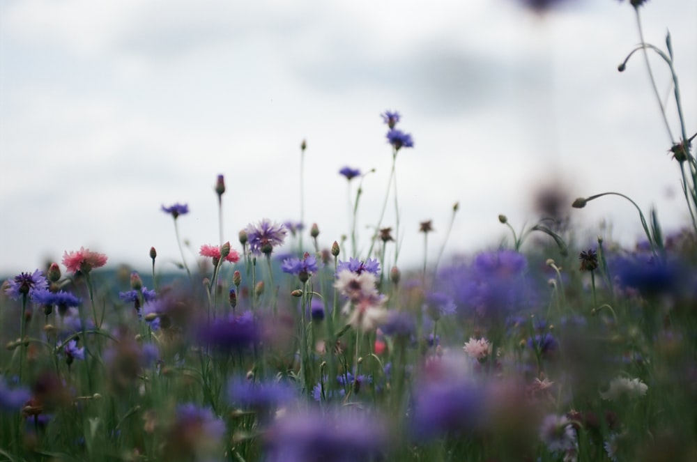 Un campo pieno di fiori viola e bianchi