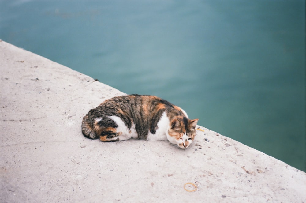 a cat laying on a ledge next to a body of water