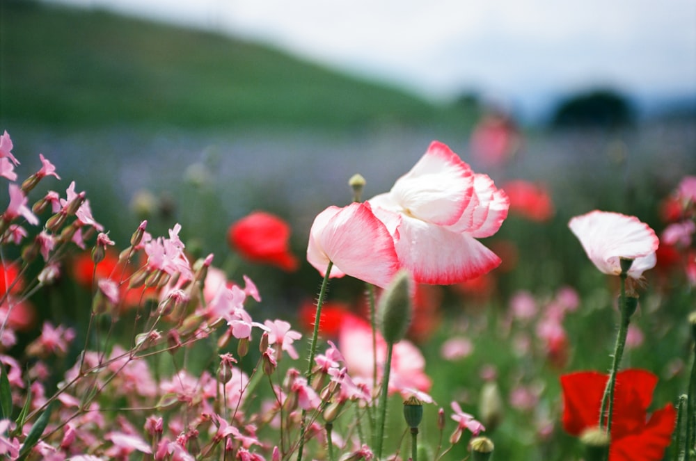 un campo pieno di fiori rosa e bianchi