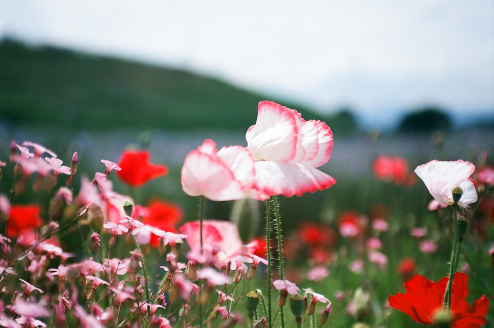 a field full of pink and white flowers