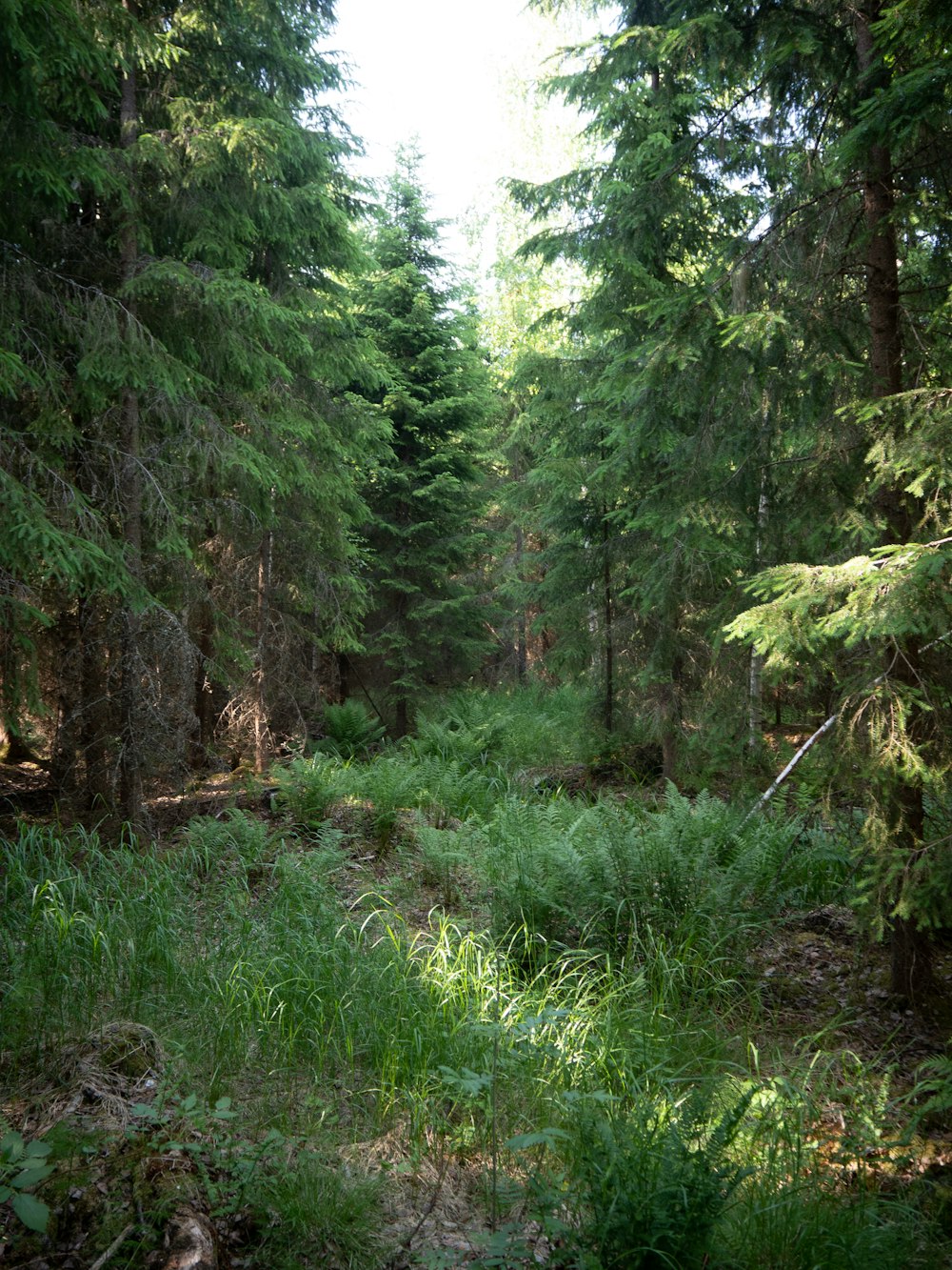 a forest filled with lots of tall trees