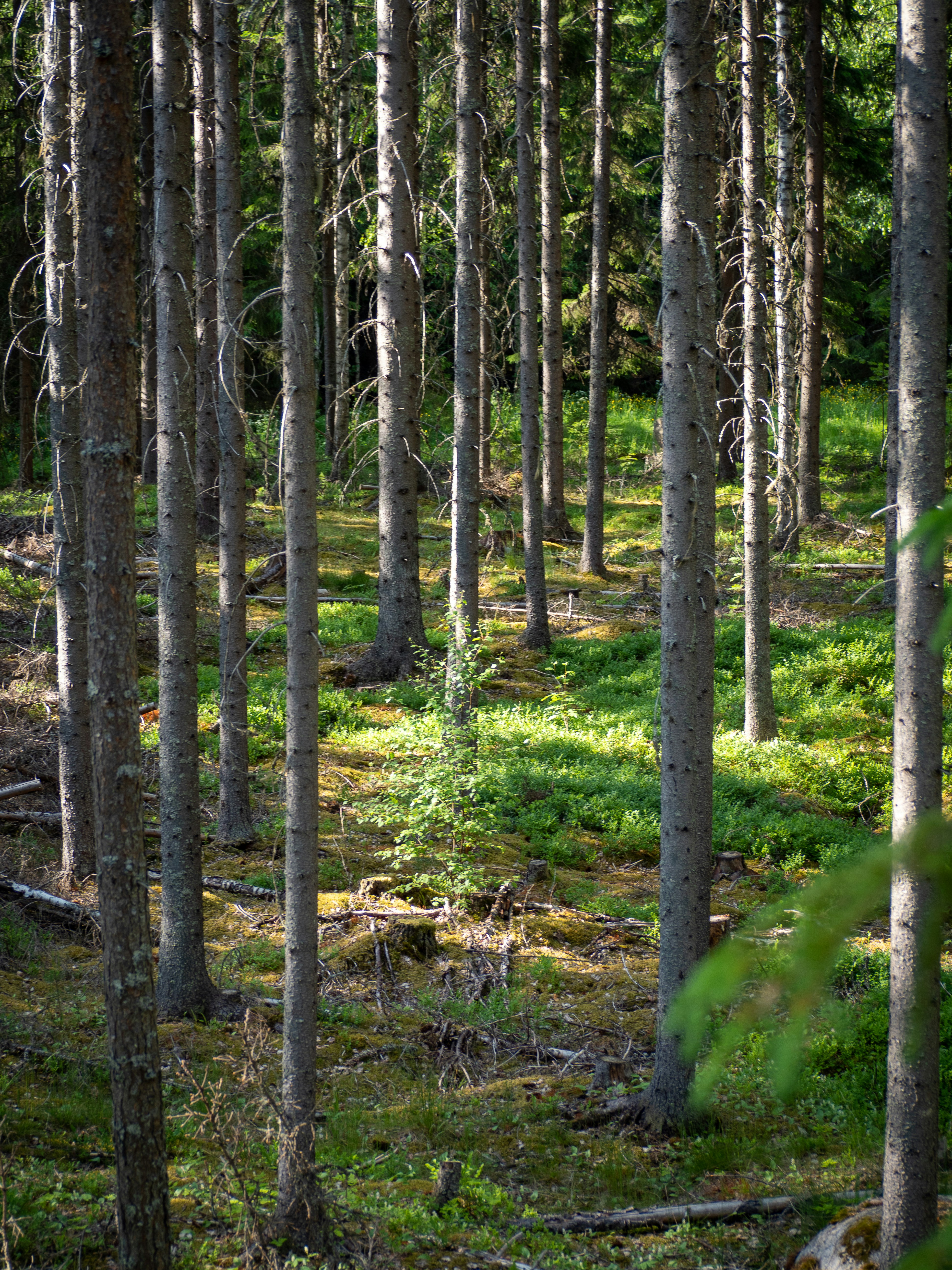 a forest filled with lots of tall trees