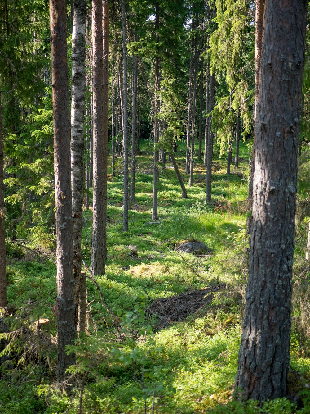 a forest filled with lots of tall trees