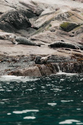 Several seals are resting on rugged, rocky terrain by the water's edge. The rocks have a textured appearance with patches of moss. The water in the foreground is a deep teal color with ripples and reflections.