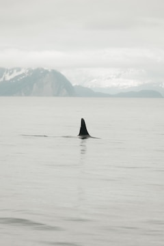 A serene ocean scene with the dorsal fin of an orca breaking the calm surface of the water. Snow-capped mountains and misty clouds form the distant background, creating a tranquil and mysterious atmosphere.