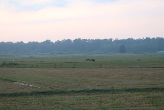 A serene Argentine countryside with a farmer checking livestock under a clear blue sky.