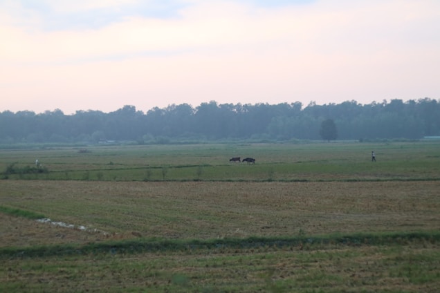 A serene Argentine countryside with a farmer checking livestock under a clear blue sky.