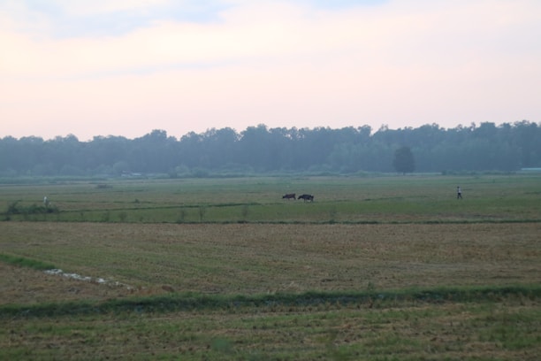 A serene Argentine countryside with a farmer checking livestock under a bright blue sky.