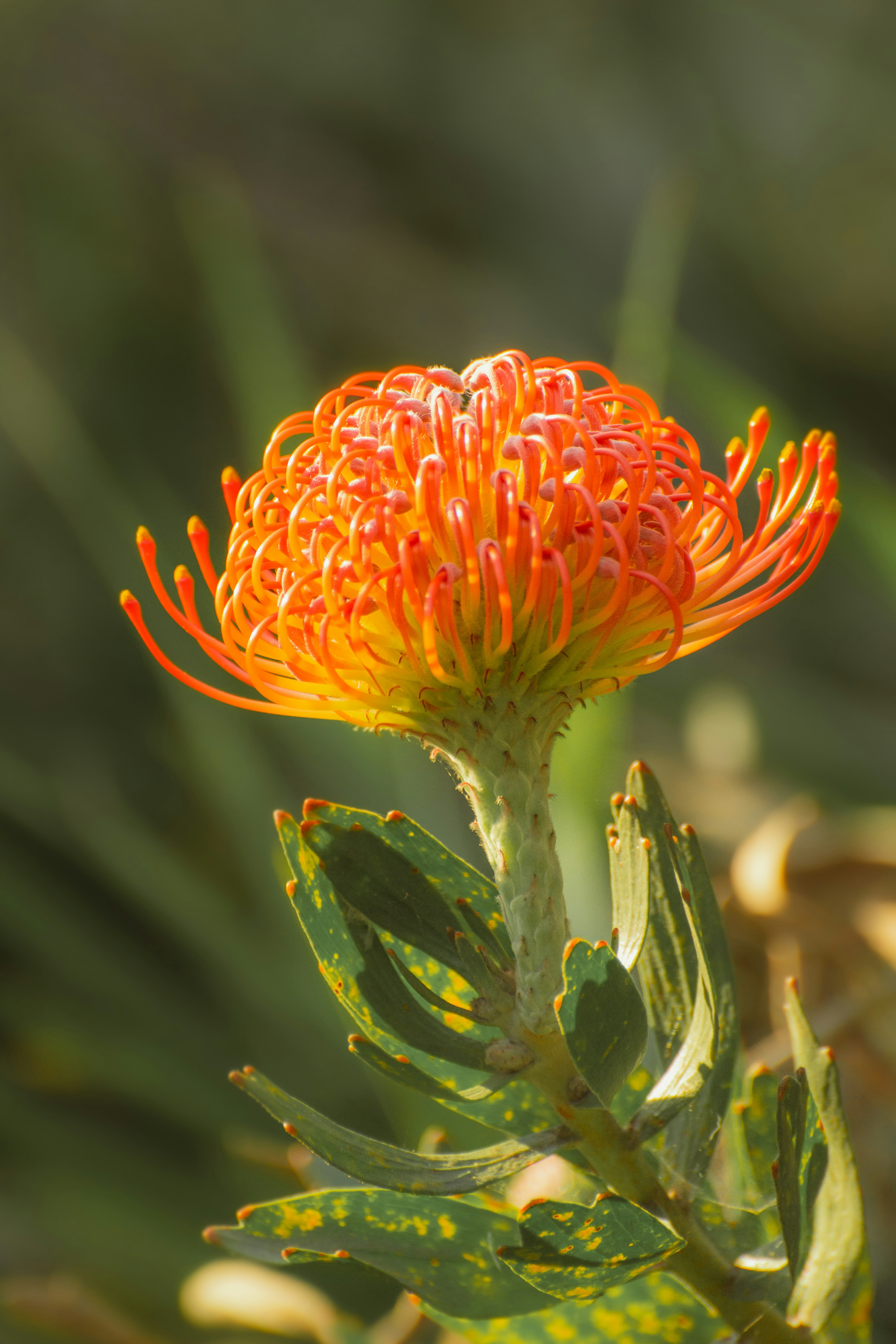 a close up of an orange flower on a plant