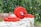 Several red weight plates and a barbell with a clip are placed on a stone surface. The backdrop consists of green, leafy plants and small patches of grass.
