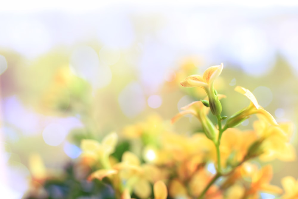 a close up of a plant with yellow flowers