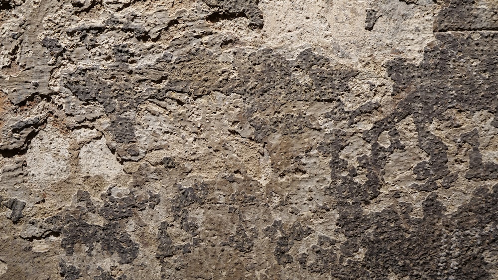 a close up of a stone wall with a bird on it