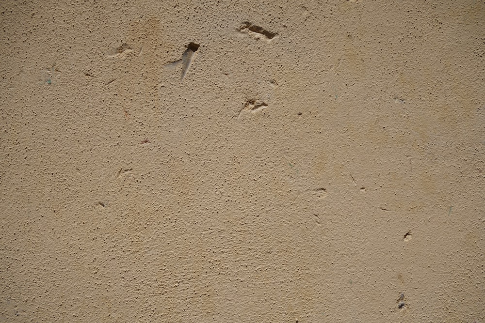 a bird is standing on the side of a wall