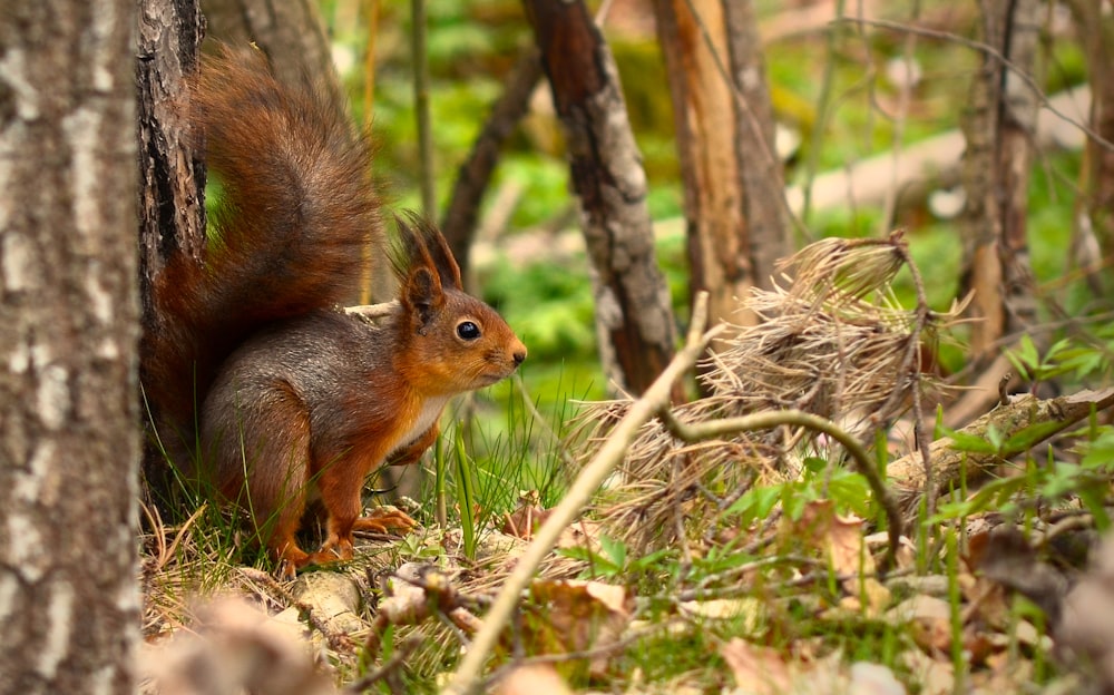 Una ardilla está parada en la hierba cerca de un árbol