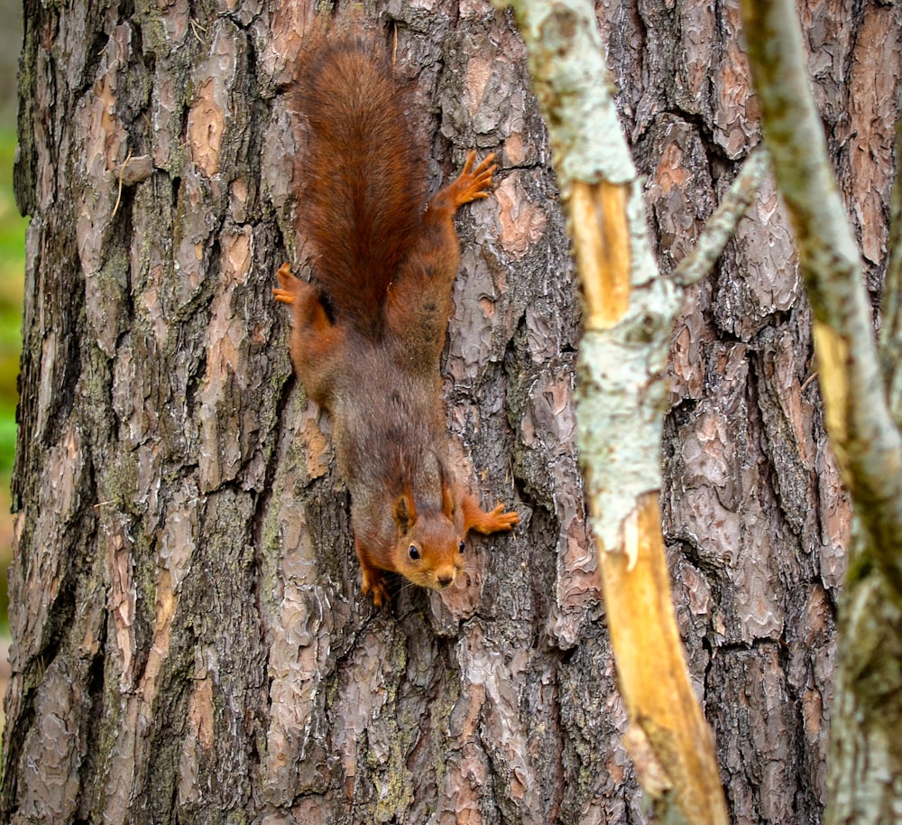 a squirrel climbing up the side of a tree