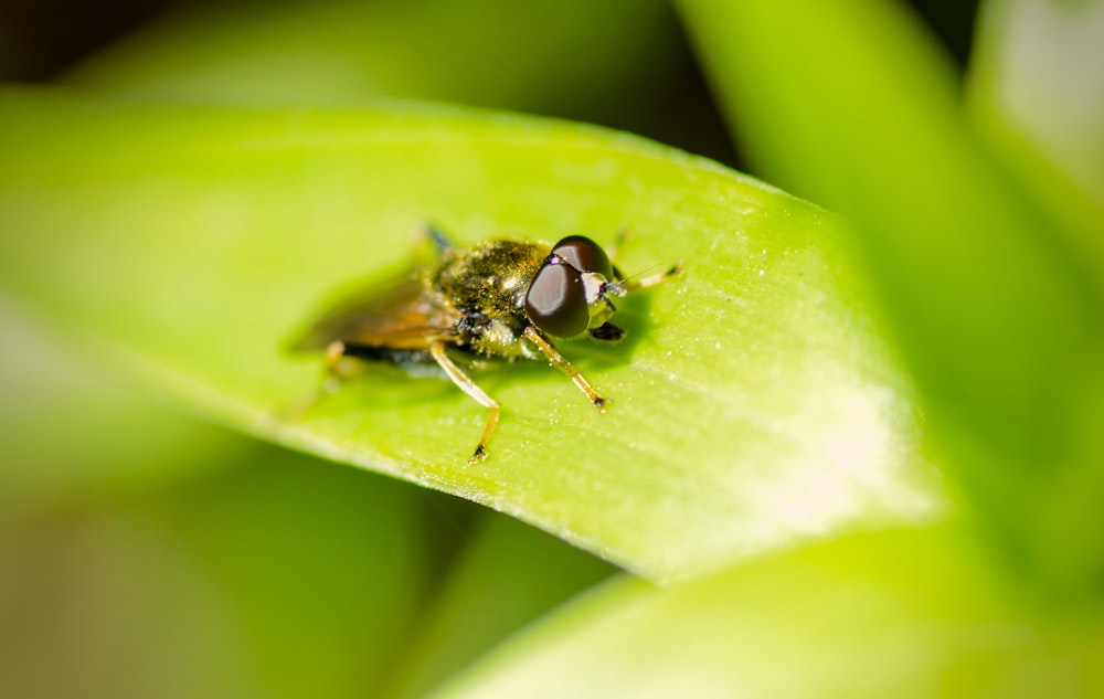 a close up of a fly on a green leaf