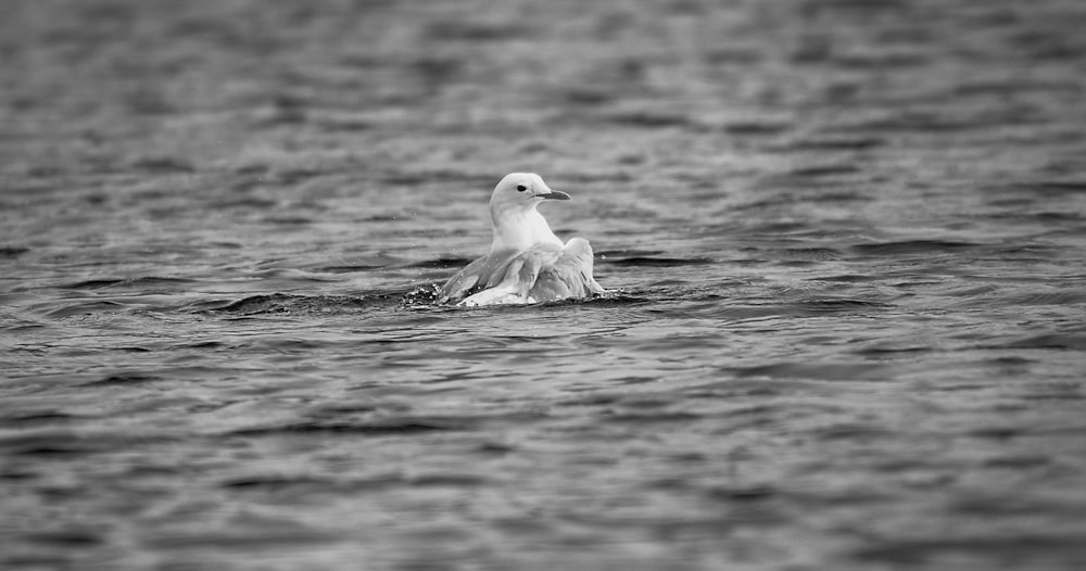 a seagull floating on the water in a black and white photo